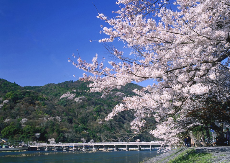Arashiyama cherry blossoms【pl ID1272033】 1