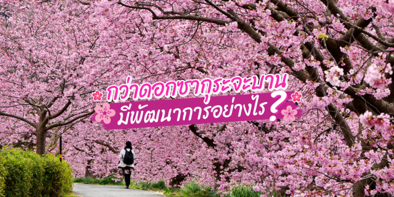 กว่าดอกซากุระจะบาน มีพัฒนาการอย่างไร