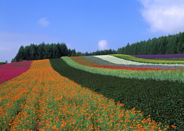 JR Hokkaido Rail Pass flower garden