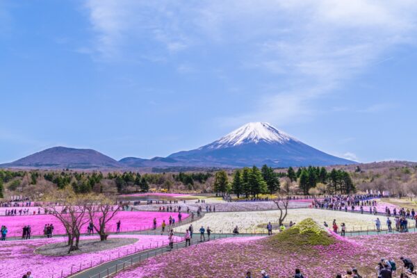 บัตร JR Mt.Fuji-Shizuoka Area Tourist Pass Mini 3 Days - Image 4