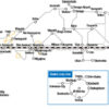 Sanyo-San‘in Northern Kyushu Pass 7 days - บัตร JR Pass สำหรับซันโย, ซันอิน และคิวชูตอนเหนือ 7 วัน - Image 5