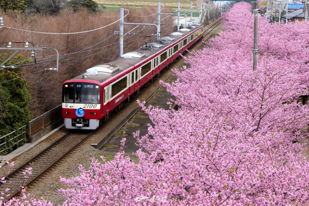 5.Miurakaigan Sakura
