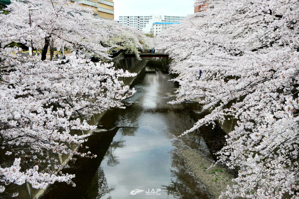 Shakujiigawa Sakura2