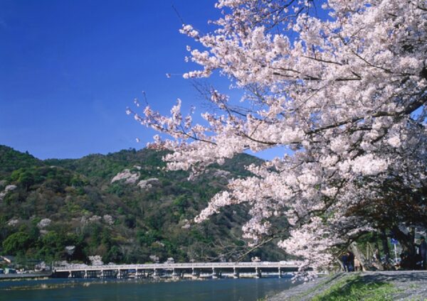 Arashiyama cherry blossoms【pl ID1272033】 1