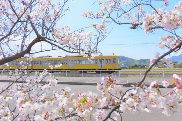 Izuhakone Line 2 Day Pass Rail Bus2