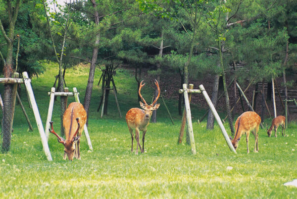 Nara Park 1024x685 1