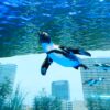 Sunshine Aquarium and Tokyo Subway Ticket (24-hour) - Image 3