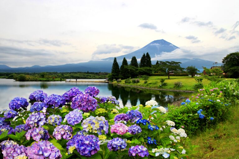 ชมไฮเดรนเยียแสนสวยที่ ทะเลสาบทะนุกิ (Lake Tanuki)