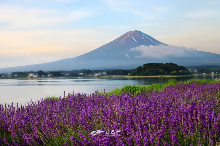 Kawaguchiko Herb Festival 2024