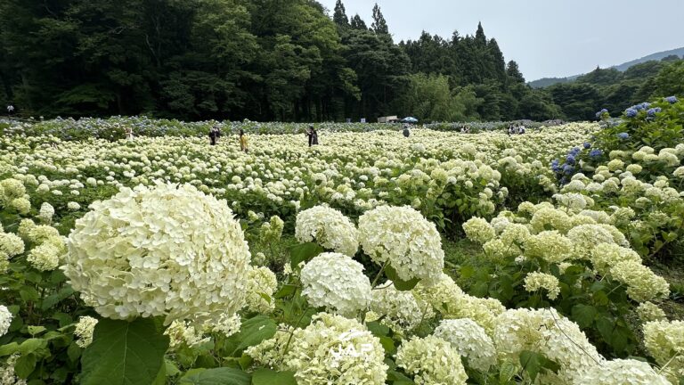 Michinoku Ajisai-en สวนไฮเดรนเยียสีขาวบนเนินเขา