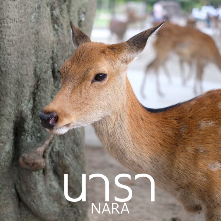 1 วัน เที่ยว “นารา” เมืองที่เต็มไปด้วยกวาง เที่ยวง่าย เดินทางสะดวก จาก โอซาก้า วันเดียวก็เที่ยวได้