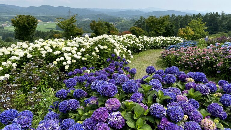 สวนดอกไฮเดรนเยีย Jupia Land Hirata