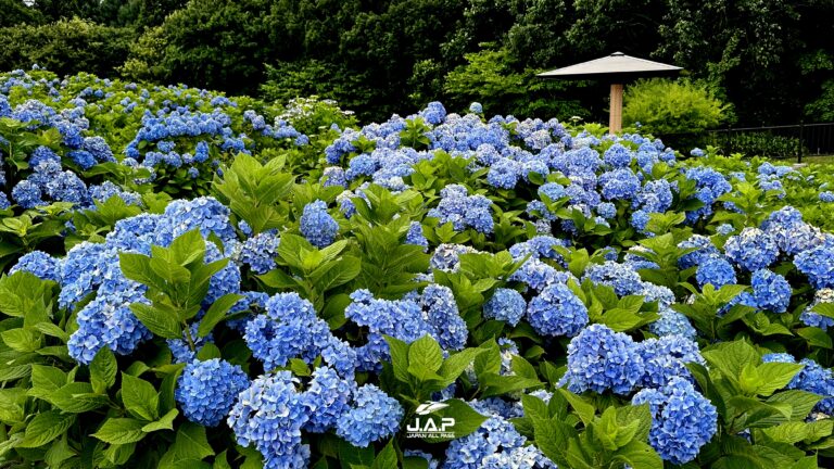 Shimin no Mori สวนไฮเดรนเยียใหญ่ที่สุดในฮอกไกโด