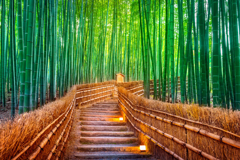 Bamboo Groves