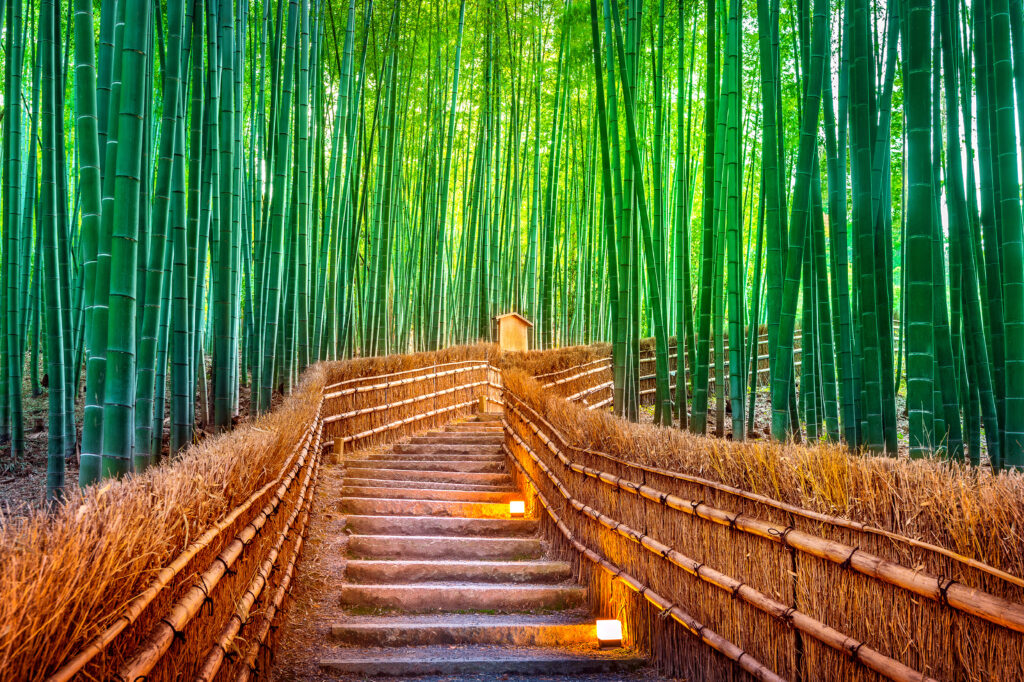 Bamboo Groves