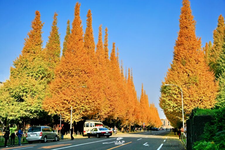 ถนนต้นแปะก๊วย “Meiji Jingu Gai-en”