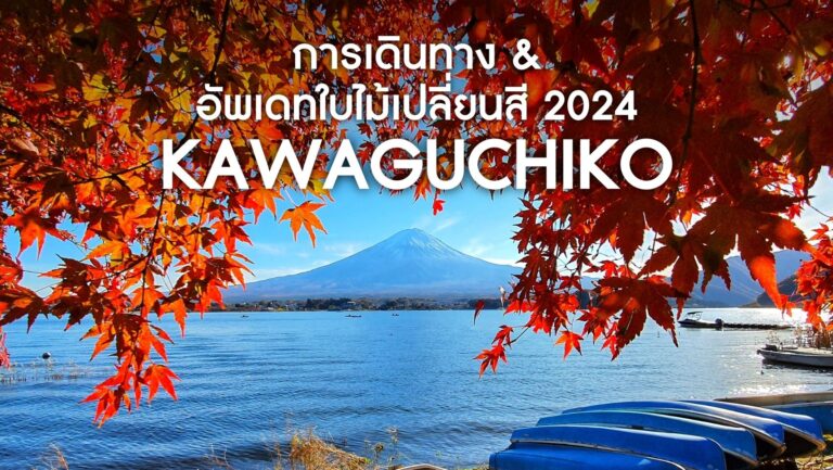 วิธีการเดินทางไปทะเลสาบคาวากุจิโกะ และอัพเดทชมใบไม้เปลี่ยนสี 2024