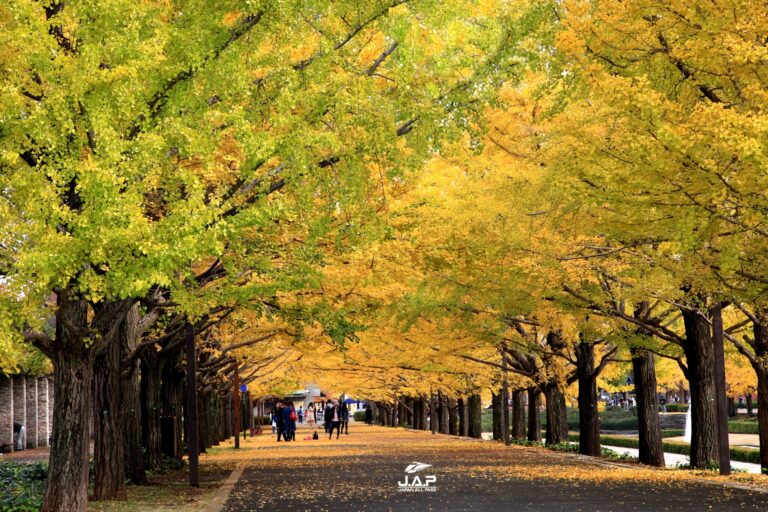ชมอุโมงค์ต้นแปะก๊วย Showa Kinen Park