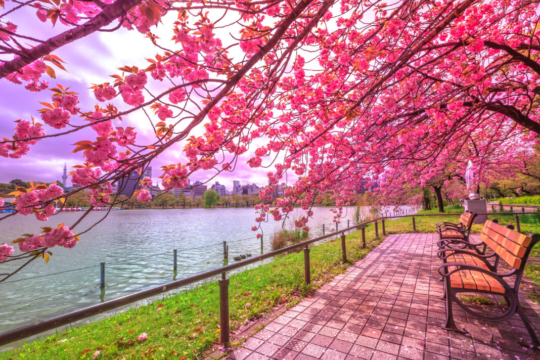 Hanami in Ueno Park