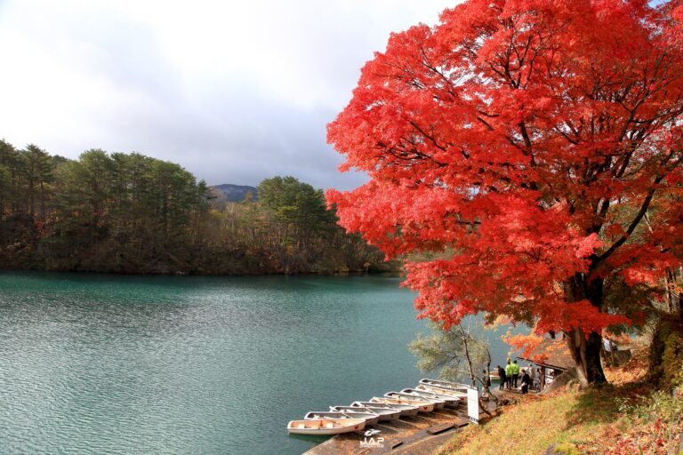 ใบไม้เปลี่ยนสี บึงน้ำ 5 สี Goshikinuma 