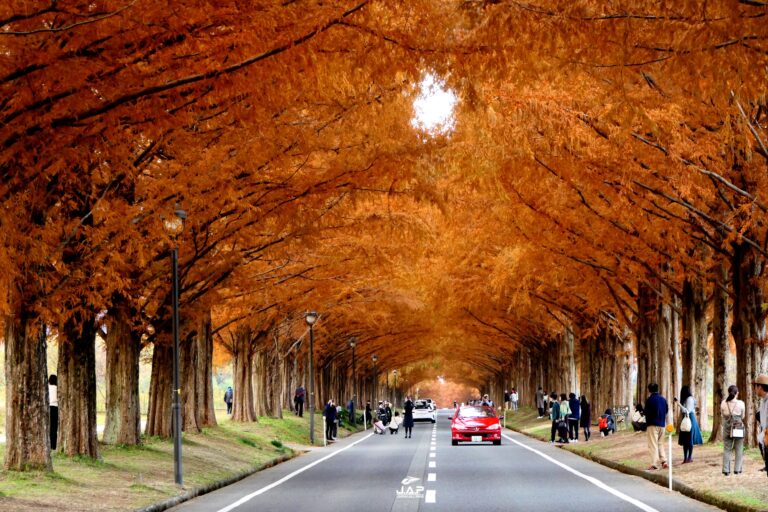 อุโมงค์สนแดง Metasequoia Avenue