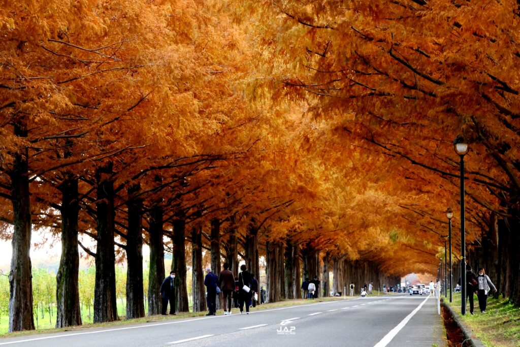 Metasequoia4