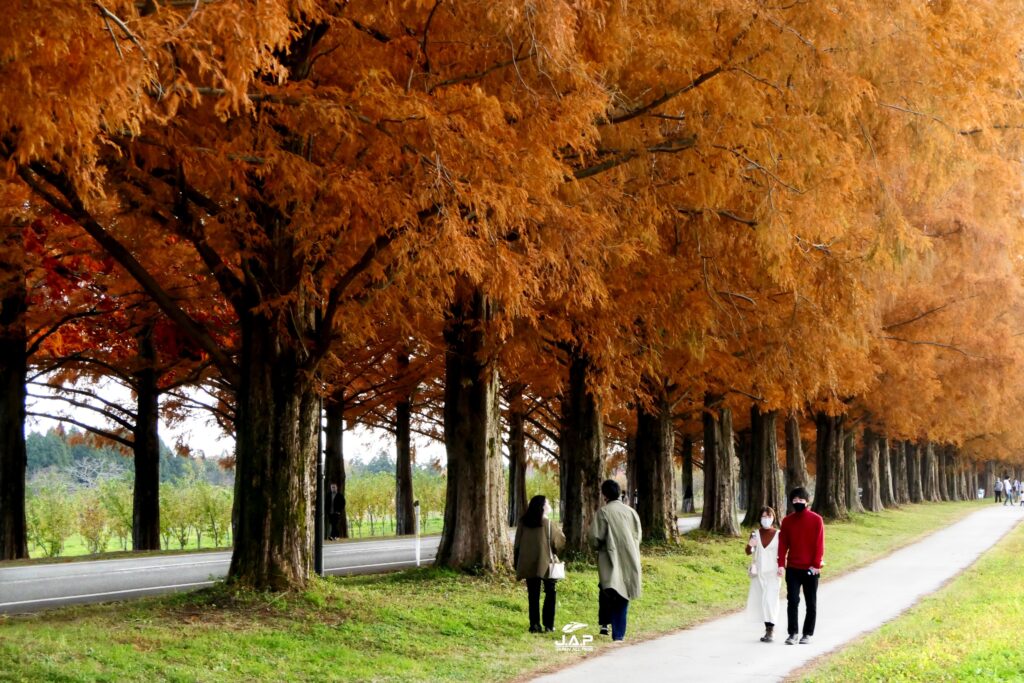 Metasequoia5