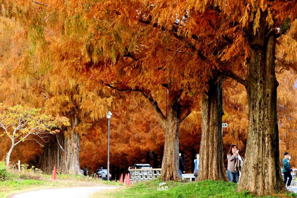 Metasequoia9