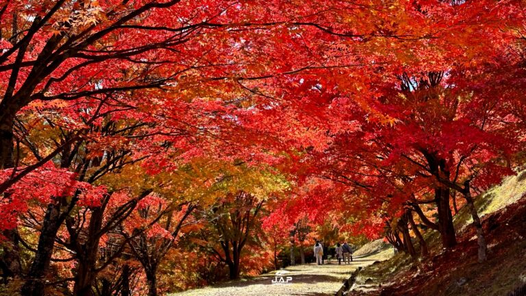 สุดยอดความงามใบไม้เปลี่ยนสีที่ MOMIJI – KO