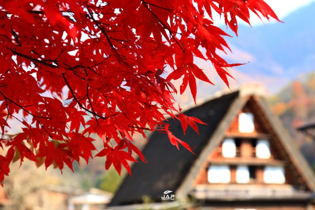 Shirakawago12