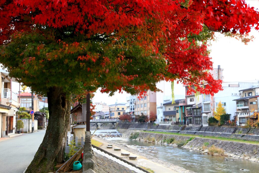 Takayama15