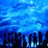 บัตรเข้าชมพิพิธภัณฑ์สัตว์น้ำซูมิดะ - Sumida Aquarium Admission Ticket - Image 2