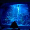 บัตรเข้าชมพิพิธภัณฑ์สัตว์น้ำซูมิดะ - Sumida Aquarium Admission Ticket - Image 4