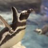 บัตรเข้าชมพิพิธภัณฑ์สัตว์น้ำซูมิดะ - Sumida Aquarium Admission Ticket - Image 10