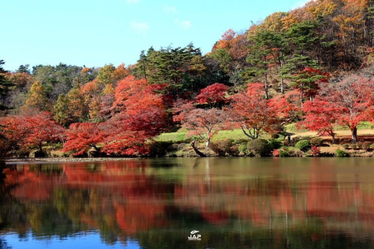 ใบไม้เปลี่ยนสีสวน Janohana Park