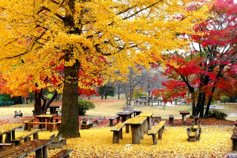 ใบไม้เปลี่ยนสีสวน Ryokusui-en