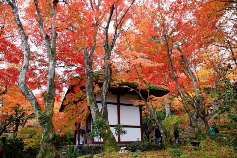 ใบไม้เปลี่ยนสีวัด Jojakko-ji