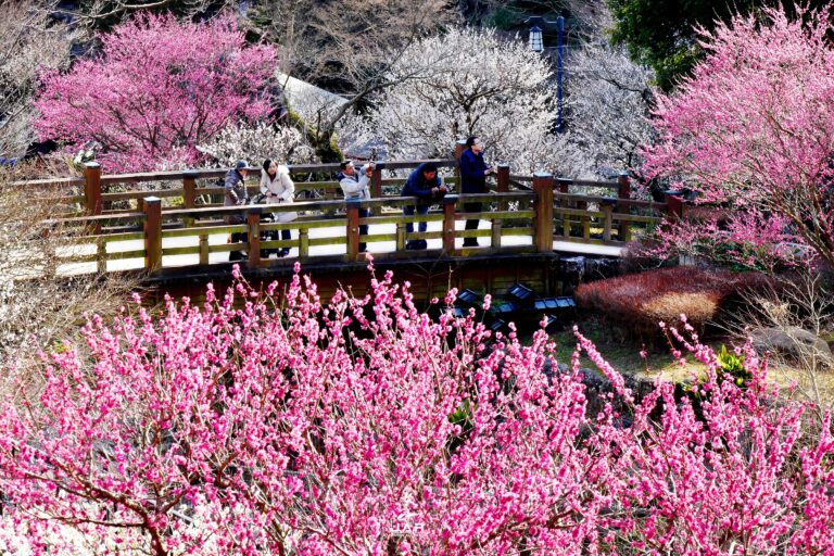 สวนดอกบ๊วย Atami Bai-en