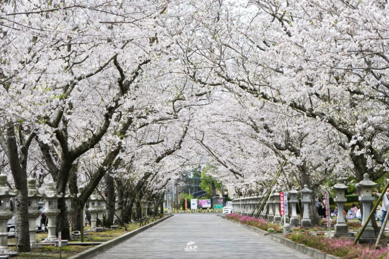 คิวชูซากุระสวน Chiran Heiwa Park