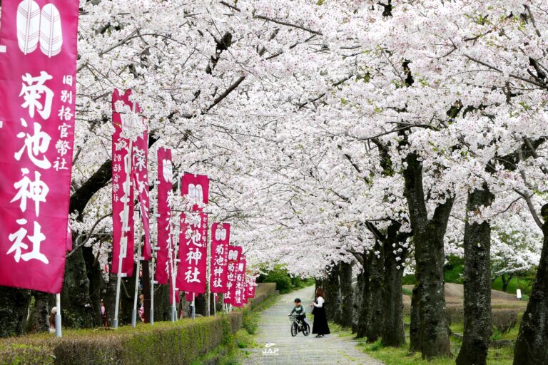 ซากุระ Kikuchi Park บนเกาะคิวชู