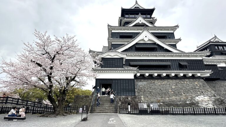 ซากุระปราสาท Kumamoto Castle