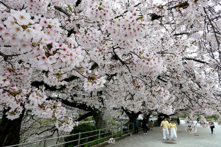 คิวชูซากุระ สวน Maizuru Park 