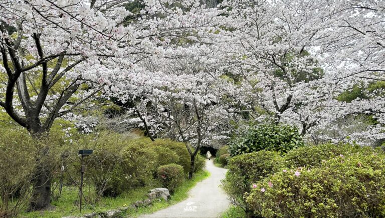 ซากุระสวน Mifuneyama Raku-en