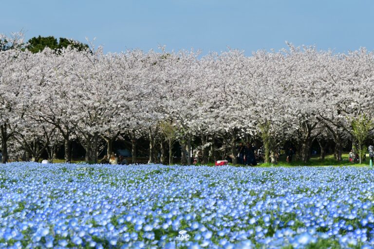 ซากุระสวน Uminonakamichi Seaside Park