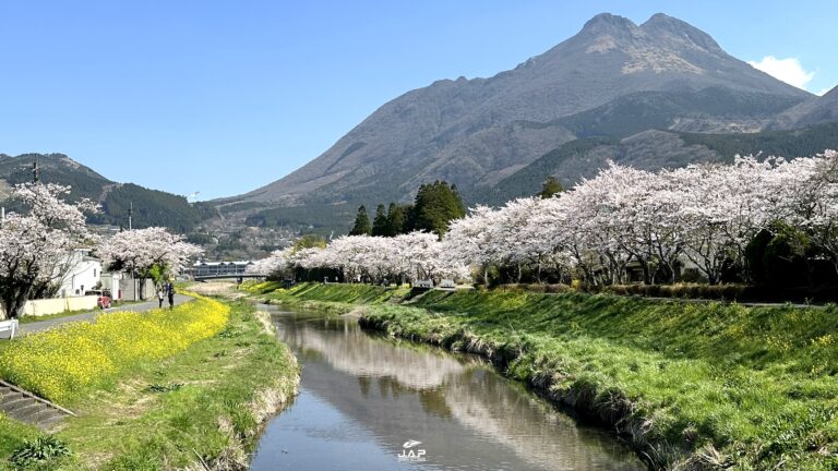 ซากุระ Yufu-in บนเกาะคิวชู