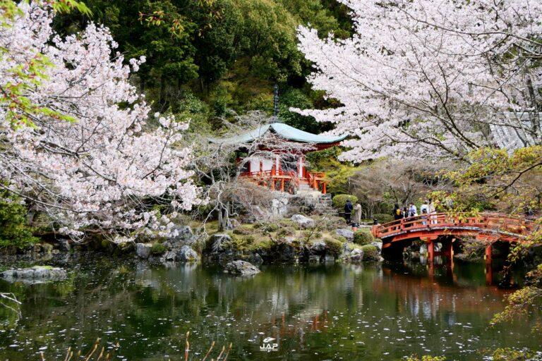คันไซซากุระวัดไดโกจิ (Daigoji Temple)
