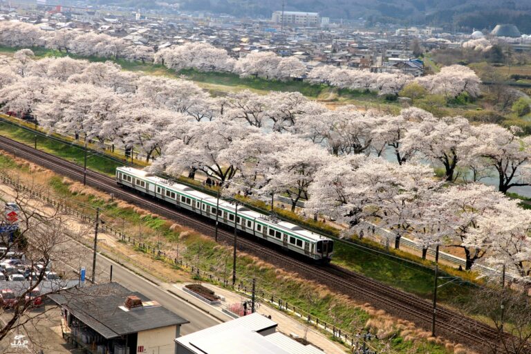 ชี้เป้า 17 จุดชมซากุระภูมิภาค Tohoku