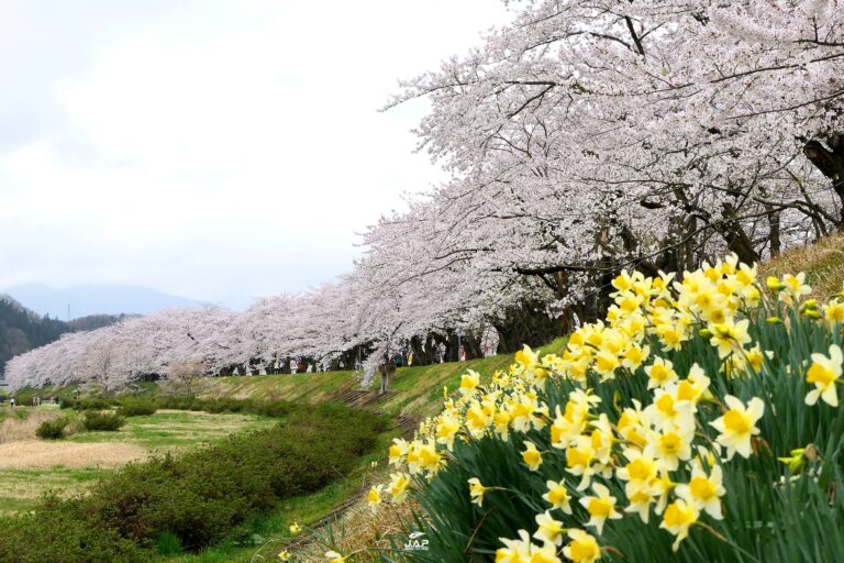 Hinokinai-gawa Zutsumi