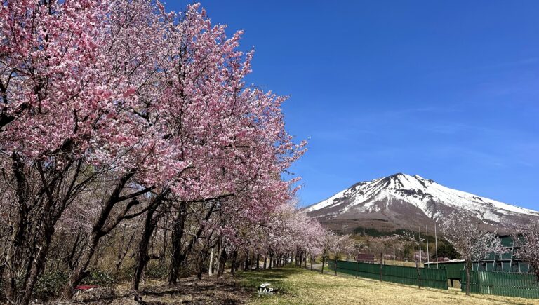 Tohoku Iwakiyama Sakura Namiki