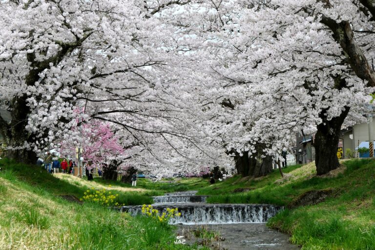 Tohoku Kannonji-gawa Sakura
